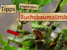 Buchsbaumzunsler: Gefahr für den Garten und wie man ihn bekämpft