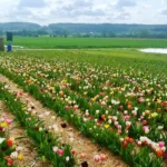 blumen selber pflücken