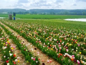 blumen selber pflücken